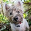 Here’s Why Your Dog Is Eating Chunks of Dirt