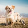 When to Get a Wheelchair for Your Dog