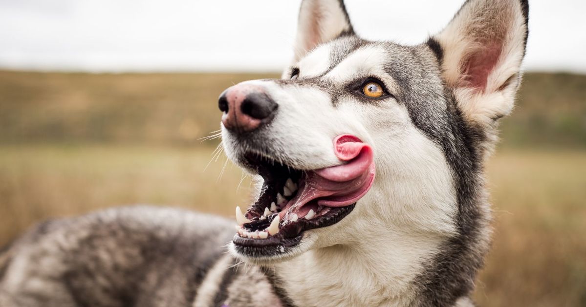 No, Dogs Don't Have Cleaner Mouths Than People Critter Culture