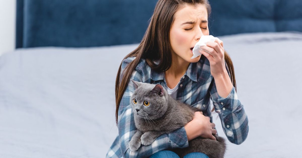Here's What You Need to Do to Combat Cat Allergies Critter Culture