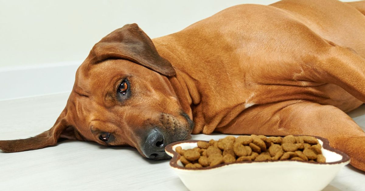 Managing Food Allergies in Your Dog 10 Expert Tips Critter Culture