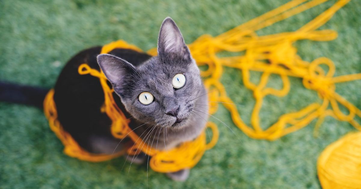 Strings and Cats a Love Story Critter Culture