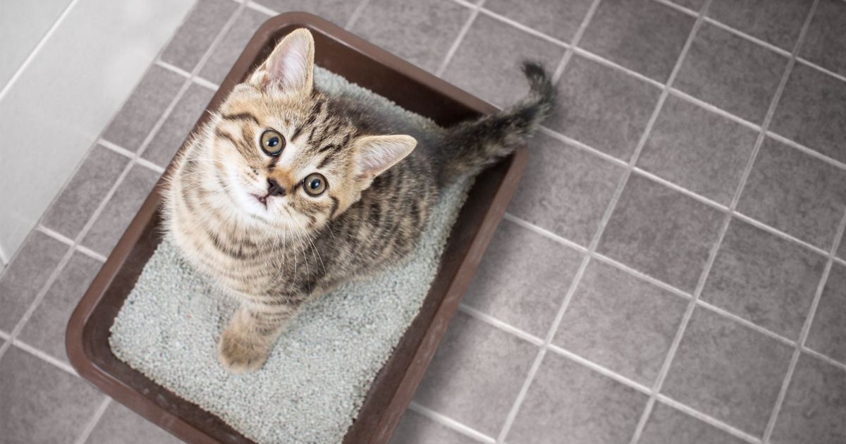 Litter Training a Cat Is as Easy as ABC Critter Culture