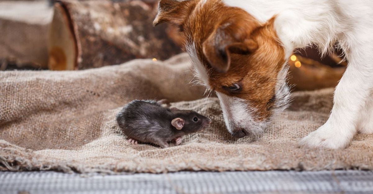Who Says You Need a Cat? Dogs Ideal for Catching Rats - Critter Culture