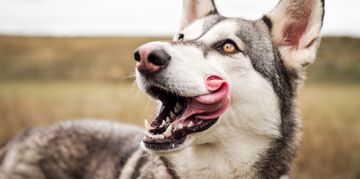 No, Dogs Don't Have Cleaner Mouths Than People