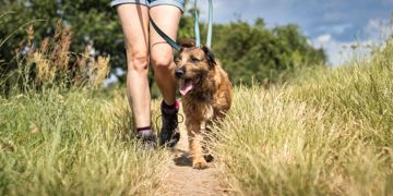 Make Your Dog's Day With a Walk