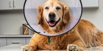 Should You Get Your Dog Spayed or Neutered?