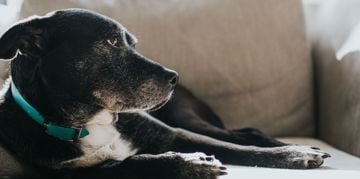 How to Manage Incontinence in Older Dogs