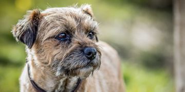 All You Need to Know About Border Terriers