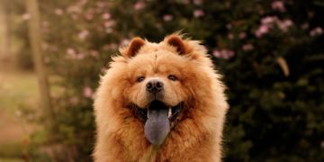 Curious and Curiouser: Dogs That'll Blow Your Mind