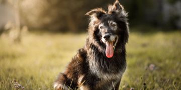 Tips to Give Your Dog a Longer, Healthier Life