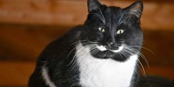 Check Out These Amazing Facts About Felines