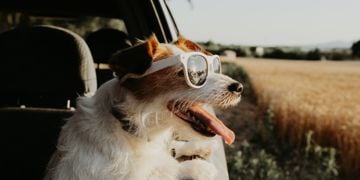 Tips for an Easy and Fun Doggie Road Trip