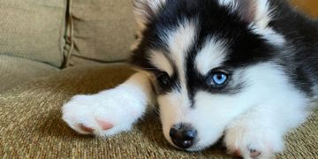 These Small Designer Dogs Could Win You Over