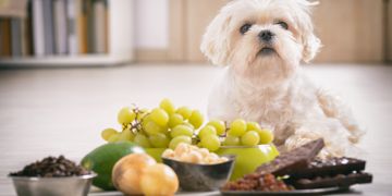 Harmful Human Foods Your Pooch Should Avoid
