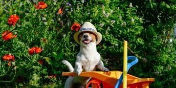 Non-toxic Plants for Your Dog-friendly Garden