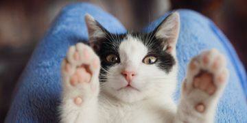 Here’s How to Estimate Your Cat’s Age