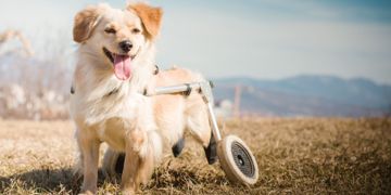 When to Get a Wheelchair for Your Dog