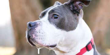 What You Need To Know About Dog Drool