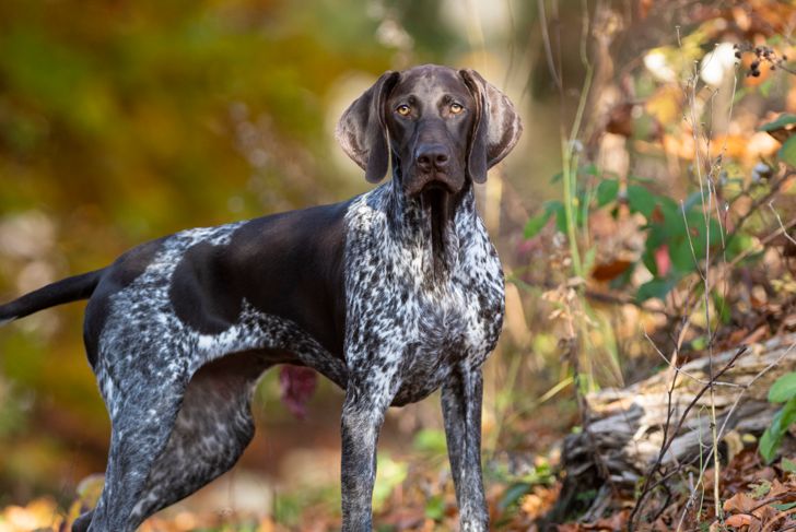 Get in Shape With These Athletic Dog Breeds - Critter Culture