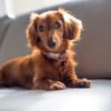 Dog Years to Human Years. How Old Is Your Dog?