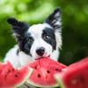 Dog-Friendly Fruits & Veggies Your Buddy Will Love