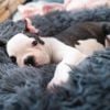 How to Recognize and Protect Puppies From Parvo