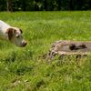 Keep Your Dog Safe: Tips to Avoid Snakes