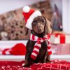 Keep Your Dog From These Common Xmas Dangers