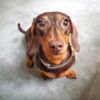 What Does Ringworm in Dogs Look Like?