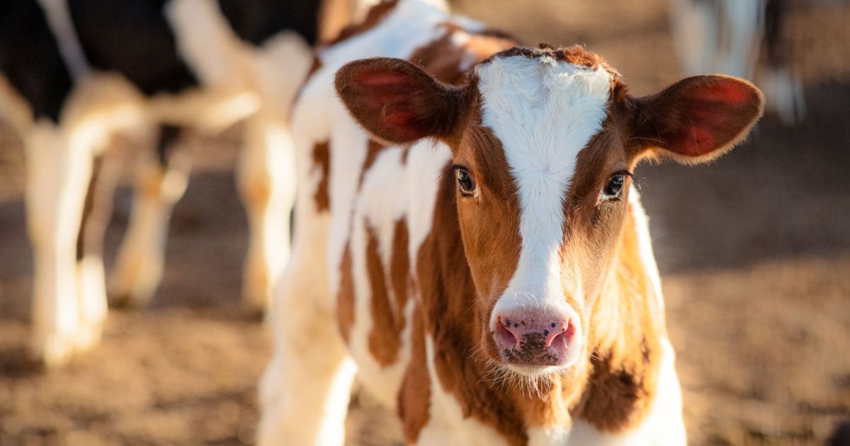 Miniature Cattle Their Breeds and Needs Critter Culture