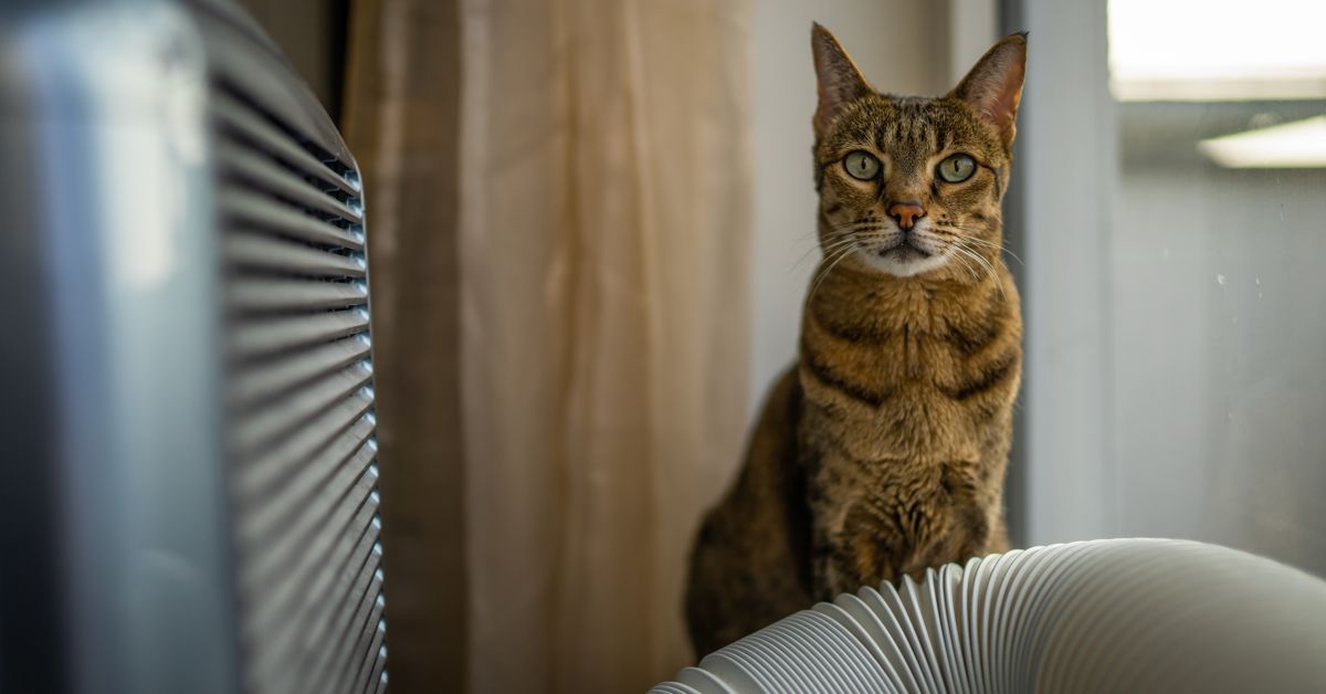 Owning Exotic Cats Which Breeds are Legal Critter Culture