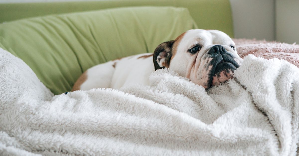 How to Spot and Treat Colitis in Dogs Critter Culture