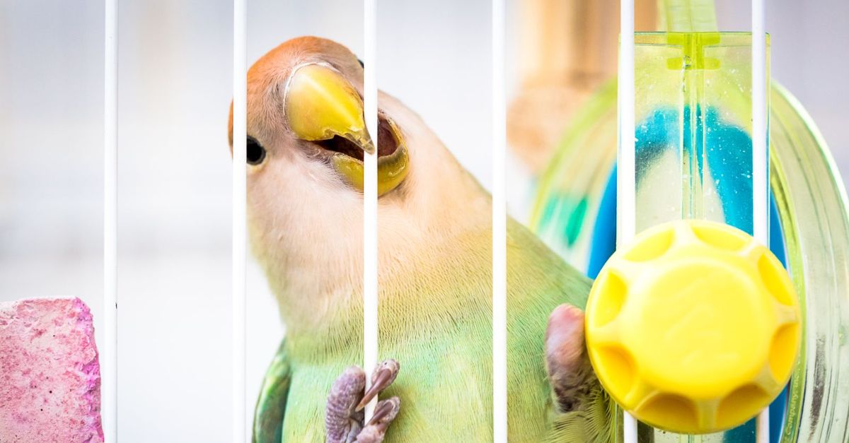 Is It Cruel to Keep Caged Birds? Critter Culture