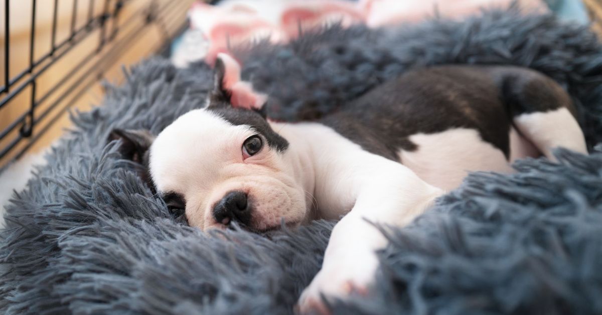 How to Recognize and Protect Puppies From Parvo Critter Culture