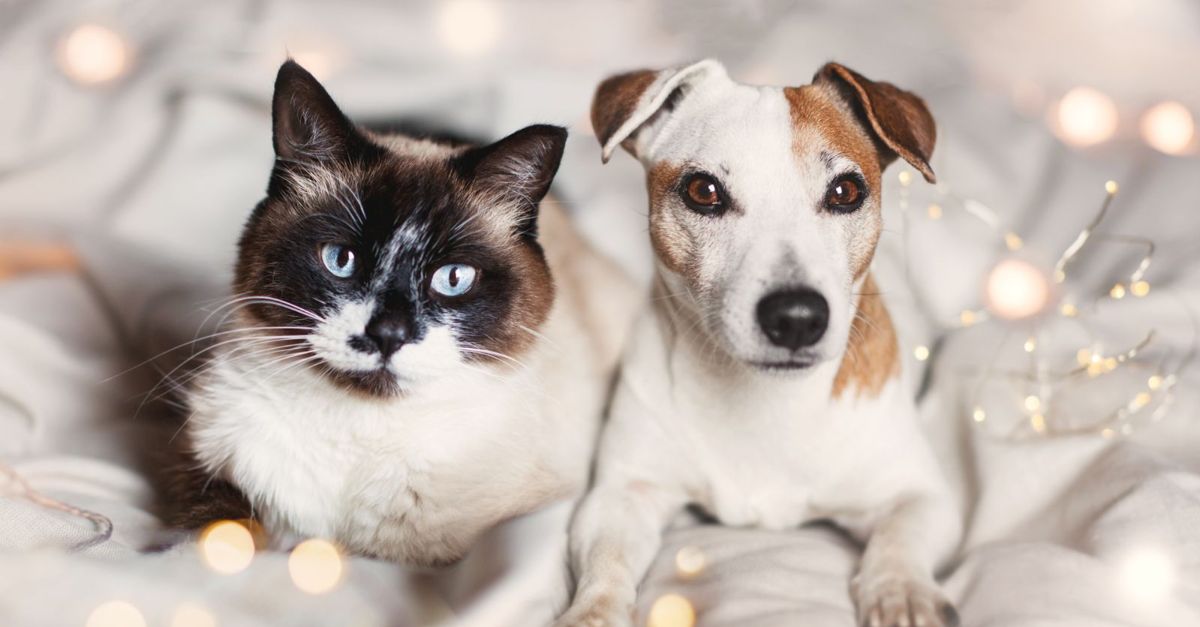Cats Vs. Dogs Why Cats Are Better Pets Critter Culture