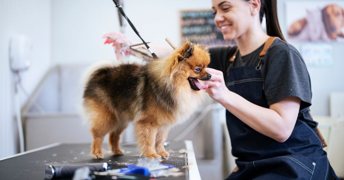 10 Tips for Fluffy Dog Double Coat Maintenance Critter Culture