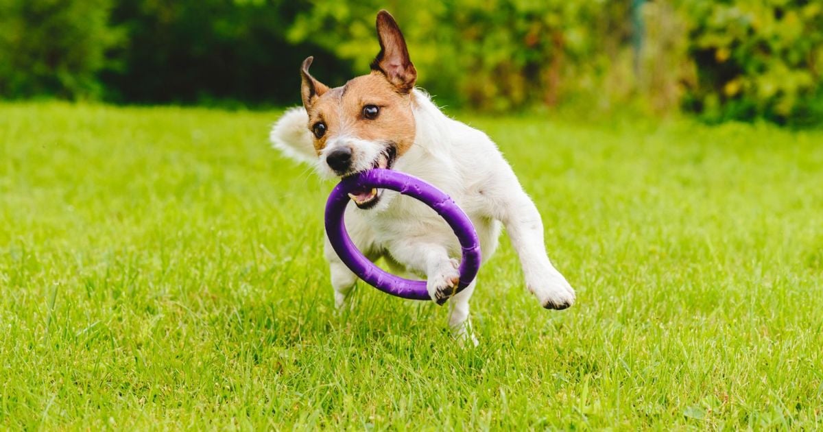 Get in Shape With These Athletic Dog Breeds Critter Culture