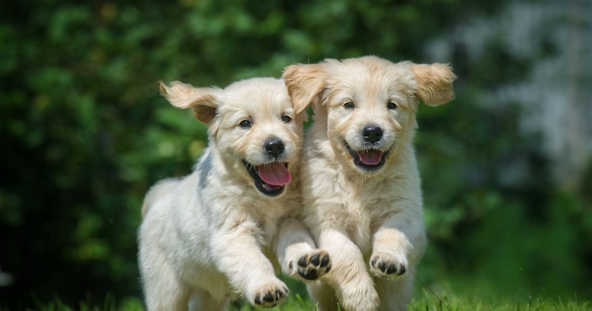 How to Help Your Pup Make Doggie Friends Critter Culture