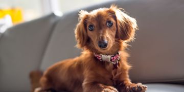 Dog Years to Human Years. How Old Is Your Dog?