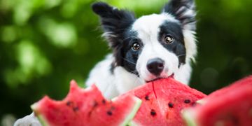 Dog-Friendly Fruits & Veggies Your Buddy Will Love