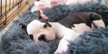 How to Recognize and Protect Puppies From Parvo