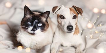 Cats Vs. Dogs: Why Cats Are Better Pets