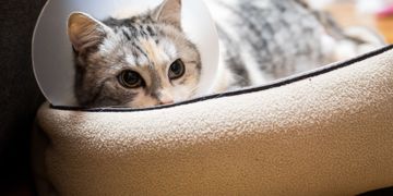 Clarifying the Facts About Cat Neutering