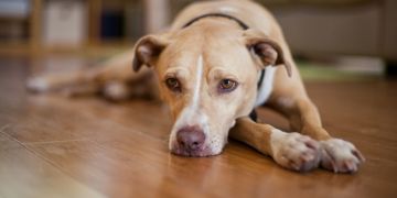 Types of Diabetes in Dogs and How to Treat Them