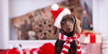 Keep Your Dog From These Common Xmas Dangers