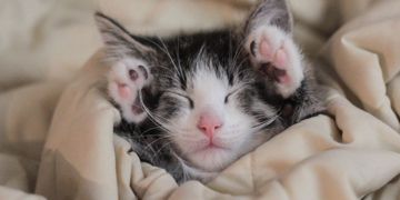 Negative Side Effects of Declawing Your Cat