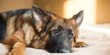 Helpful to Know the Facts About Tumors in Dogs