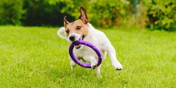 Get in Shape With These Athletic Dog Breeds