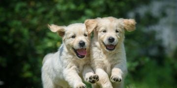 How to Help Your Pup Make Doggie Friends